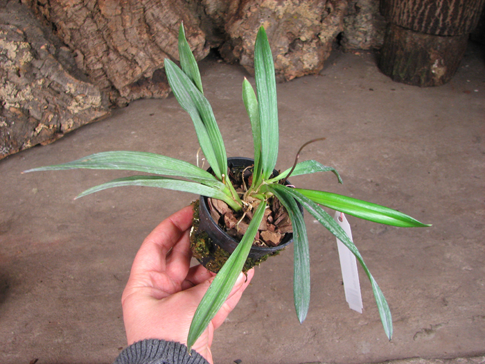 Ionopsis utricularioides.jpg