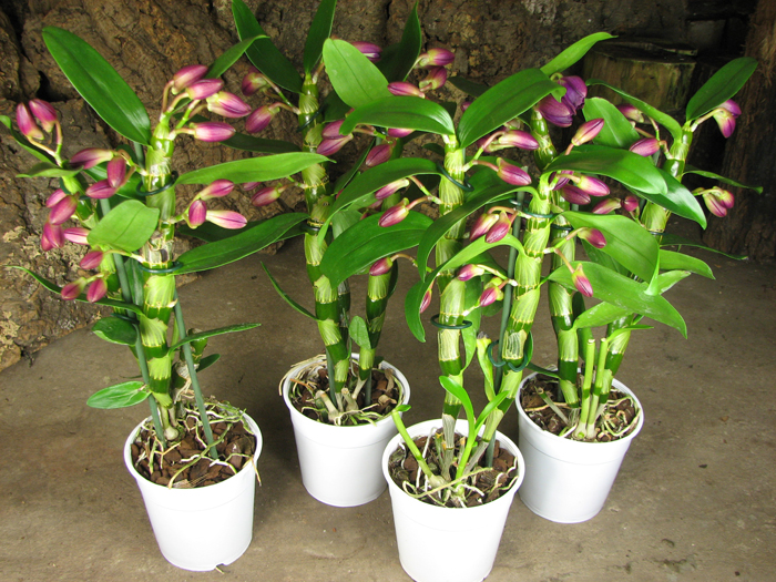 Dendrobium Red Emperor.jpg