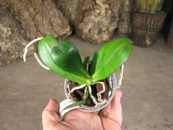 Aerangis distincta x modesta.jpg