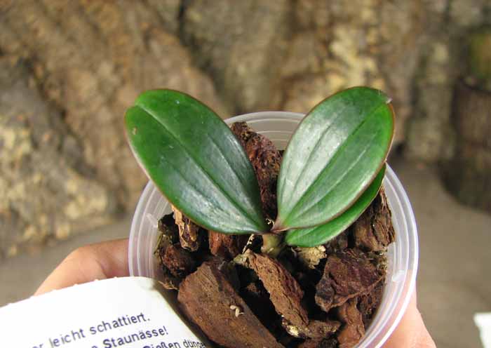 Aerangis fuscata.jpg