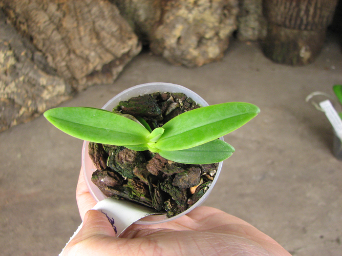 Aerangis ellisii.jpg
