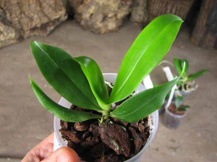 Aerangis citrata.jpg