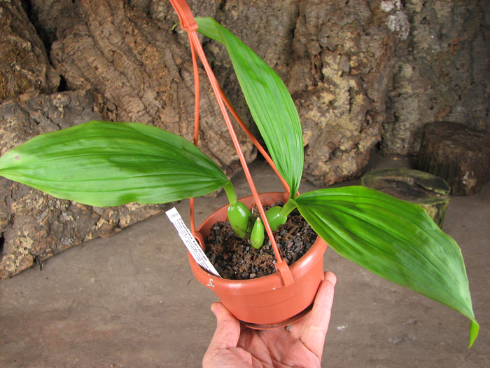 Paphinia herrerae.jpg