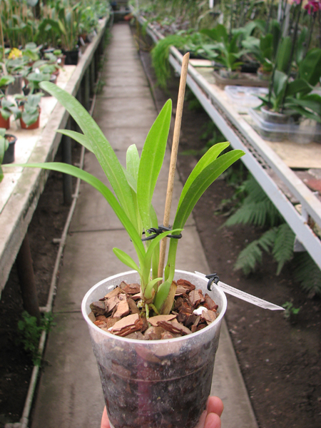 Odontoglossum Hans Koch x Odontocidium Tiger Crow 'Golden Gate'.jpg