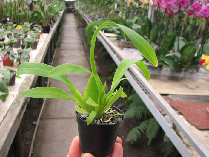 Odontoglossum crispum.jpg