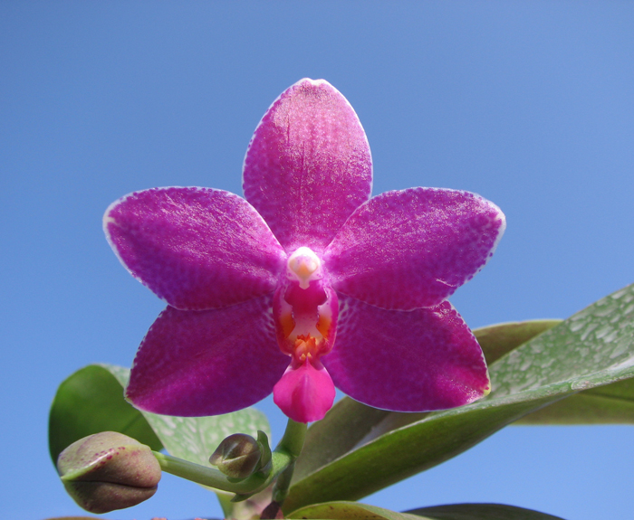 Phalaenopsis Ho's Lovely Amethyst.jpg