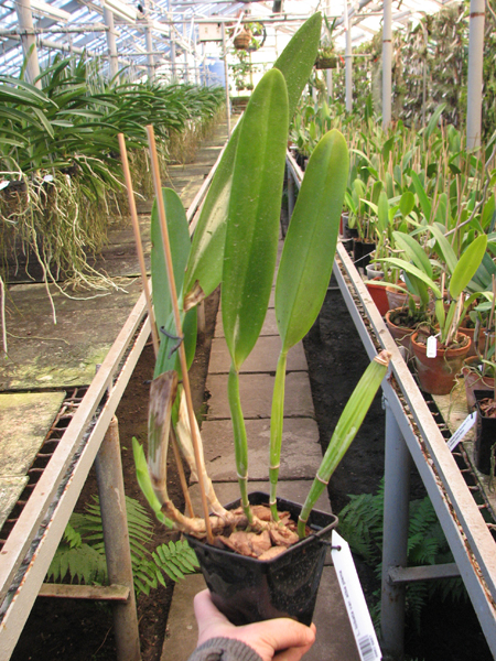 Laelia lobata var alba plena.jpg