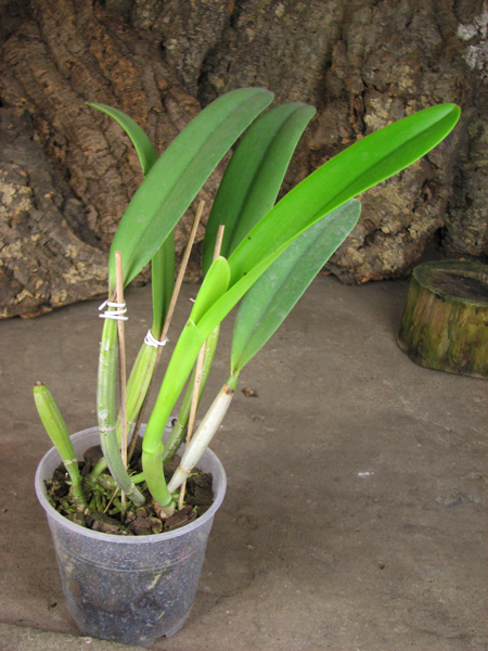 Cattleya lueddemanniana alba 'OMG' x Cattleya lueddemanniana coerulea 'Siquesique'.jpg