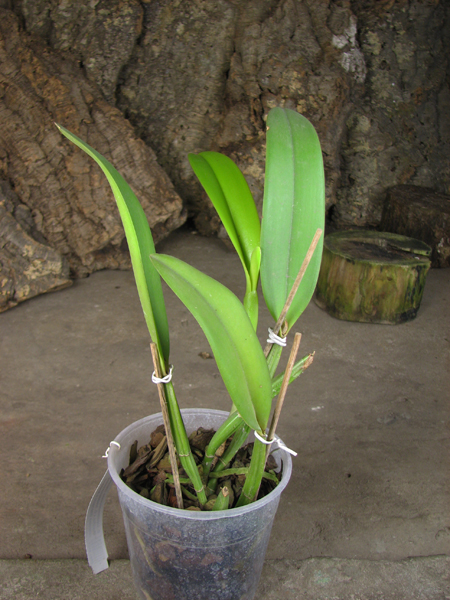 Cattleya lueddemanniana coerulea (Ssique x Murillo) x Cattleya lueddemanniana coerulea (Mariauxi x Amparo).jpg