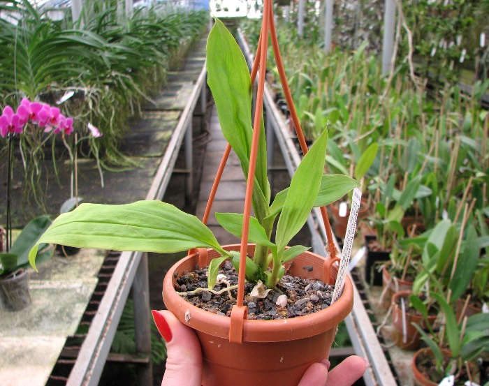 Paphinia herrerae.JPG