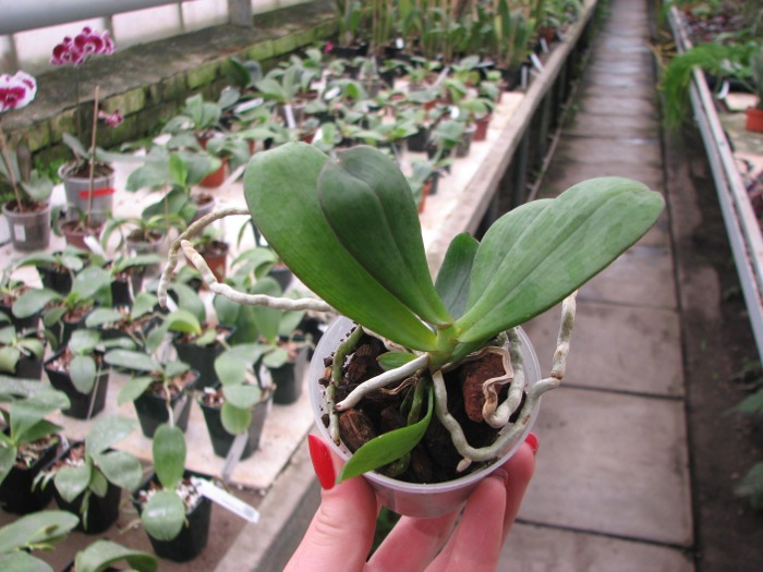 Aerangis distincta x modesta.JPG