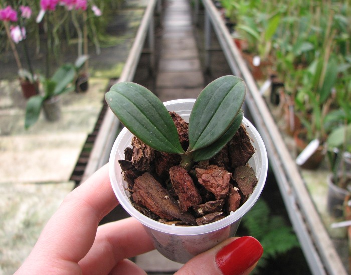 Aerangis fuscata.JPG