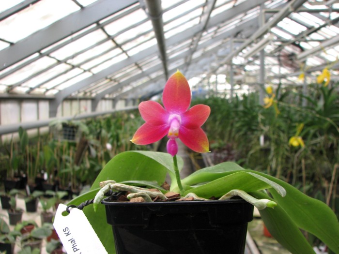 Phalaenopsis tetraspis 'C1' x Phalaenopsis KS Happy Eagle.JPG