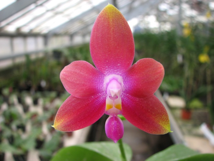 Phalaenopsis tetraspis 'C1' x Phalaenopsis KS Happy Eagle .JPG