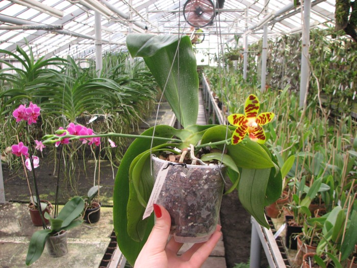 Phalaenopsis David Lim (P. amboinensis x P. gigantea).JPG