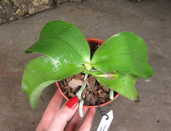 Phalaenopsis Princess Kailuani (violacea x amboinensis).JPG