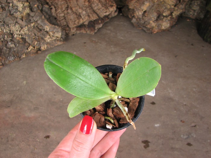 Phalaenopsis Orchid World.JPG