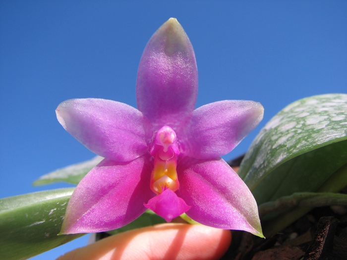 Phalaenopsis violacea 'Red'.jpg