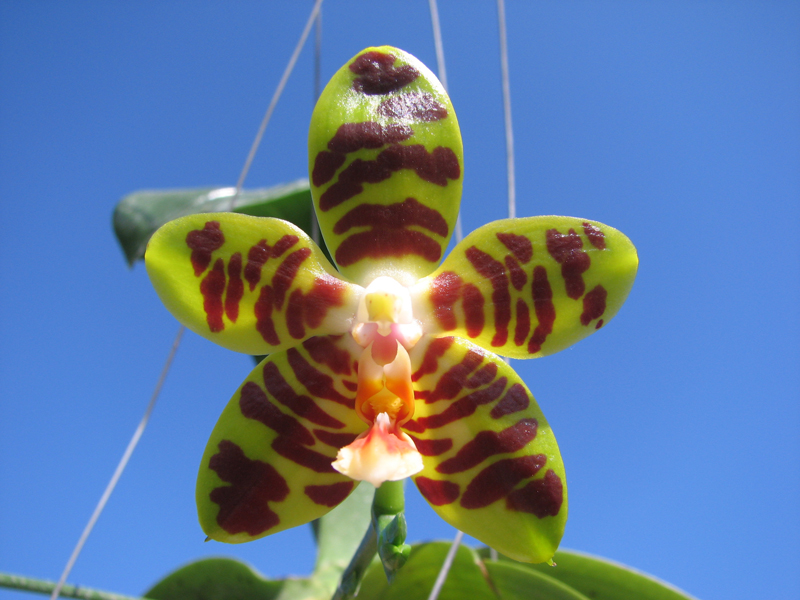 Phalaenopsis David Lim.jpg