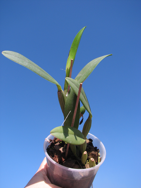 Cattleya lueddemanniana (Morena x OK-2) 'N 1' x lueddemanniana dark lip splash.jpg