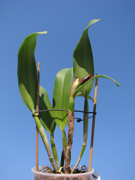 Sophrolaeliocattleya Tutankamen 'Pop'.jpg