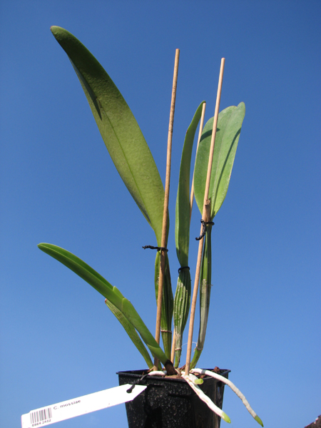 Cattleya mossiae.jpg