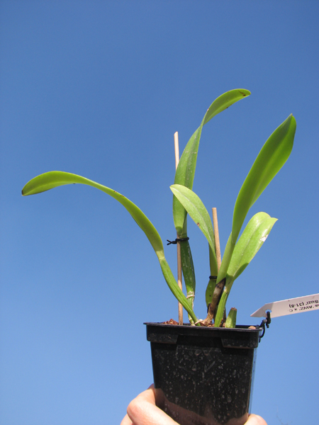 Cattleya trianae alba 'AWZ' x Cattleya trianae alba 'Suzi' (31-8).jpg