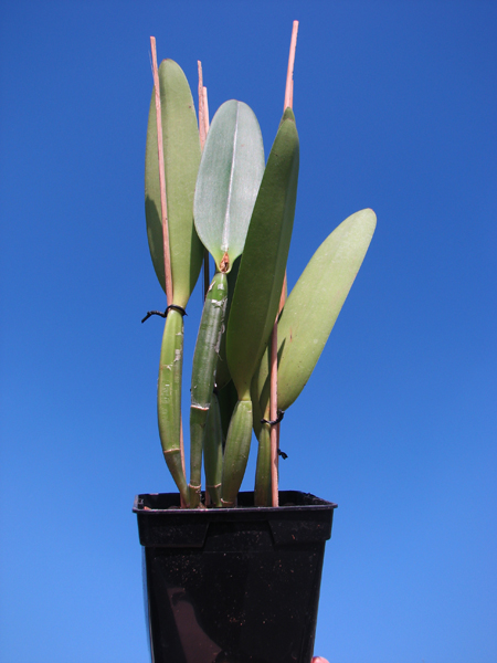 Cattleya lueddemanniana (coerulea 'Mariauxi' x tipo) x lueddemanniana coerulea 'Tania'.jpg