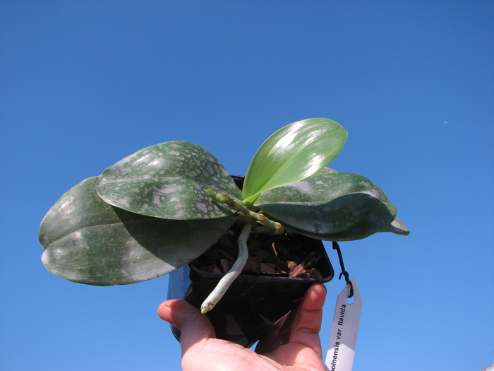 Phalaenopsis amboinensis var flavida.jpg