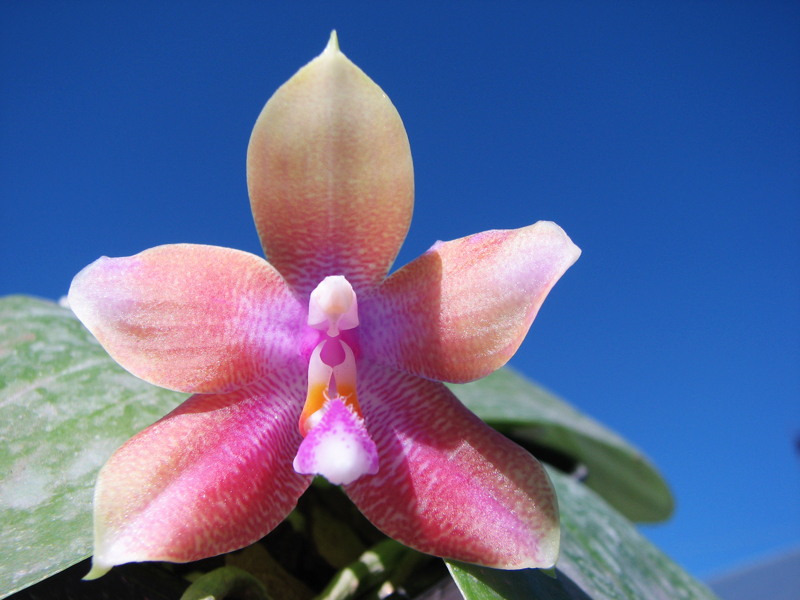 Phalaenopsis Jennifer Palermo (C1 type) x Phalaenopsis LD's Bear Queen.jpg