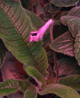 P2084163.jpg