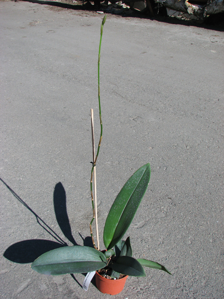 Psychopsis Mariposa 'Green Valley'.jpg