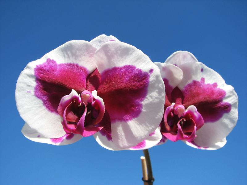 Doritaenopsis Chian Xen Pearl x Lianher Glory.jpg