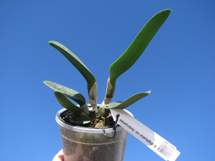 Brassavola digbyana var fimbripetala.jpg