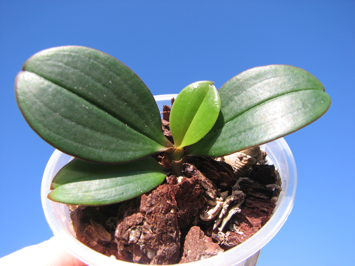 Aerangis fuscata.jpg