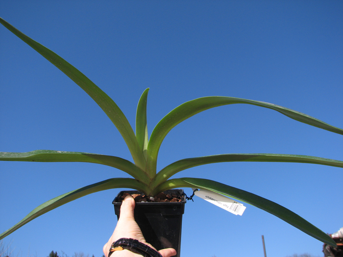 Paphiopedilum rothschildianum.jpg