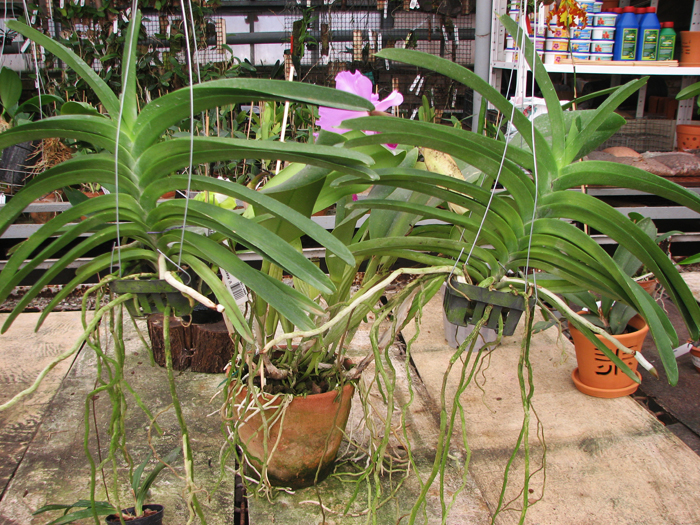Vanda Keeree Sapphire x Vanda Chaiya.jpg