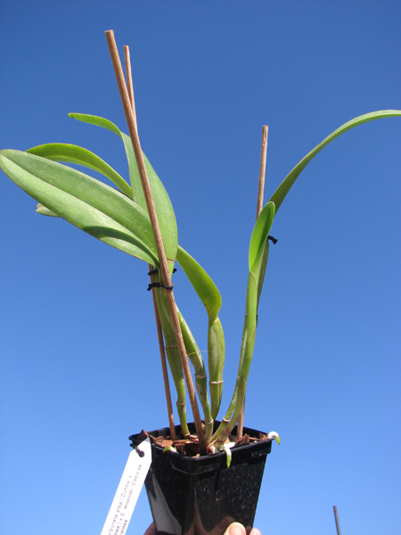Laelia purpurata alba ('Cunha' x 'Campea') x Cattleya leopoldii 'Cetro de Esmeraldas'.jpg