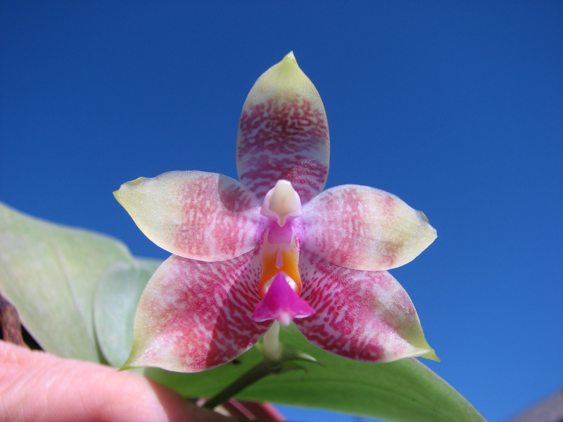 Phalaenopsis amboinensis x Phalaenopsis Penang Girl.jpg