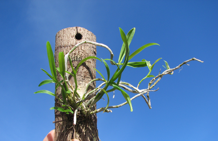 Dendrobium unicum.jpg