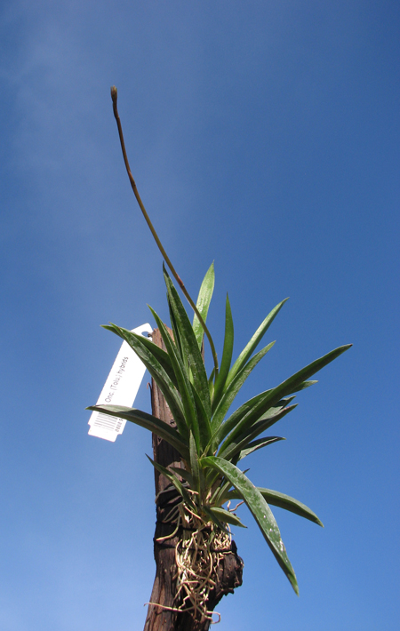 Oncidium (Tolumnia) hybrid.jpg