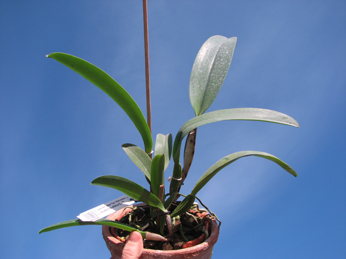 Cattleya warneri alba 'Da Mercedes' x Laelia tenebrosa albina (DAR).jpg