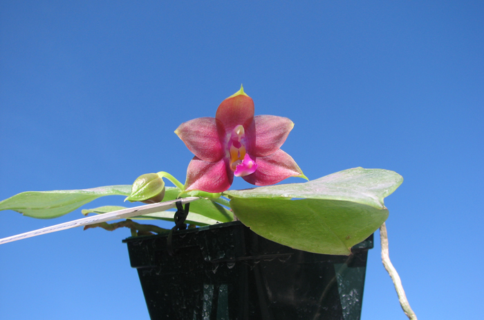 Phalaenopsis Penang Girl.jpg