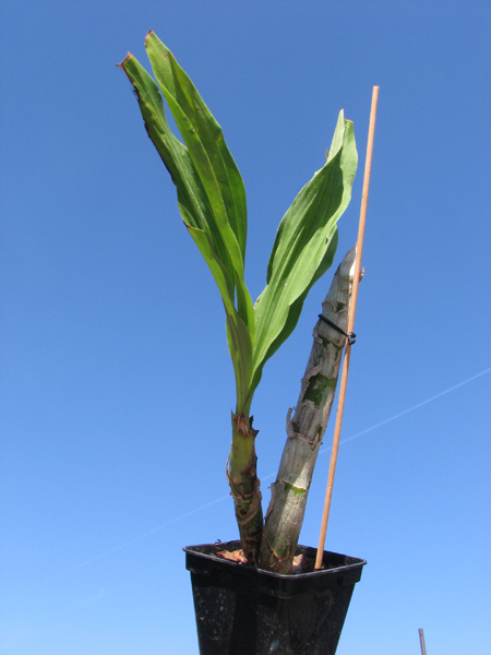 Cycnoches cooperi.jpg