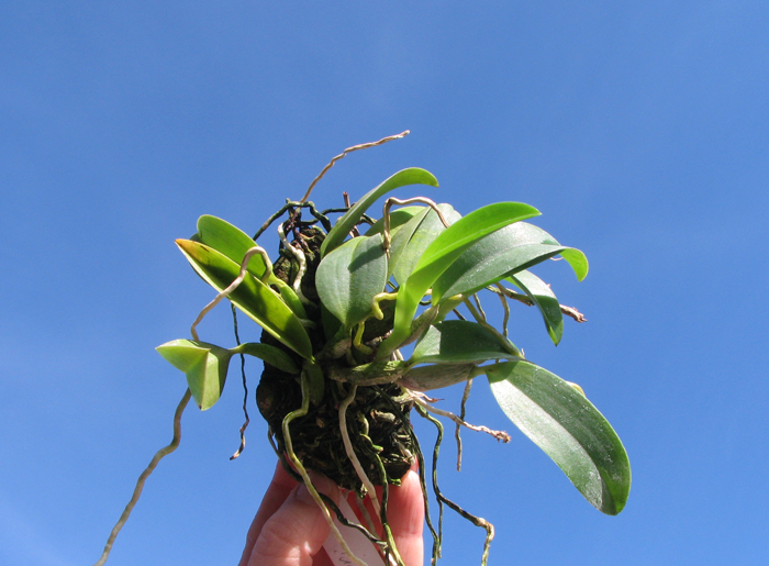 Laelia alaori escura II x Laelia alaori escura I.jpg