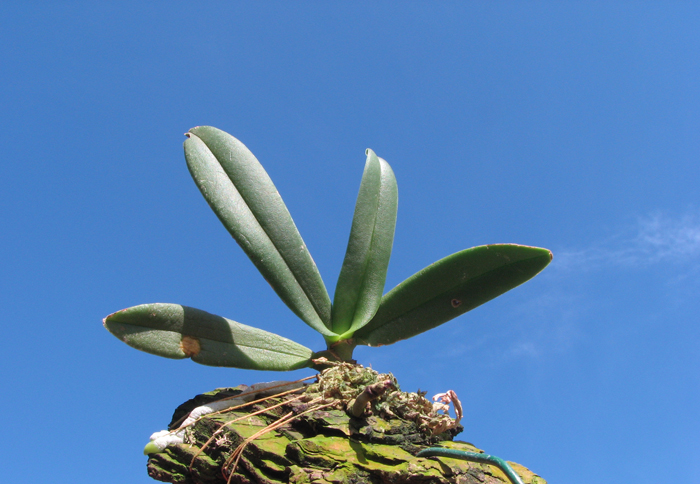 Amesiella minor.jpg