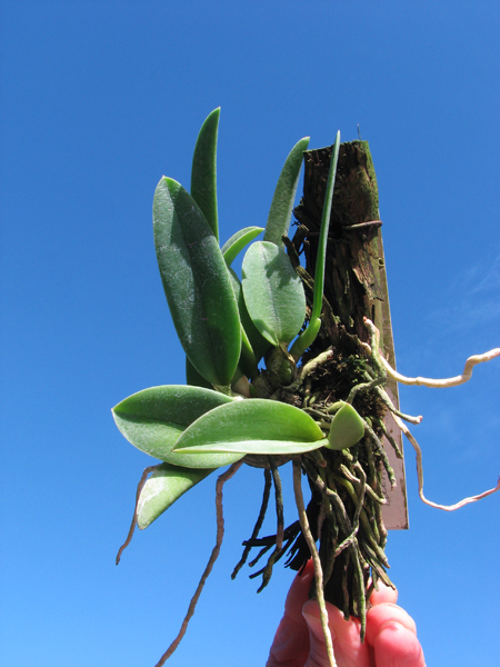 Laelia sincorana.jpg