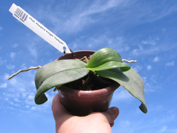 Phalaenopsis Auspice Knight 'Malayan'.jpg