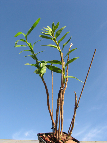 Dendrobium parthenium.jpg