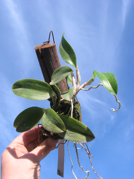Laelia alaori escura II x Laelia alaori escura I.jpg